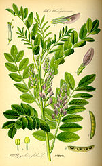 Illustration Glycyrrhiza glabra0.jpg