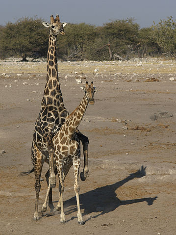 File:Giraffa camelopardalis angolensis (mating).jpg
