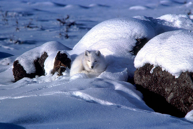 File:Alopex lagopus coiled up in snow.jpg