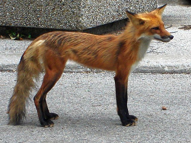 File:FoxInHighPark.JPG