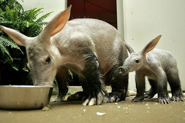 File:Aardvarks.jpg