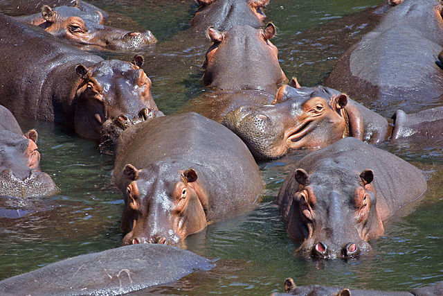 File:Hippo pod edit.jpg