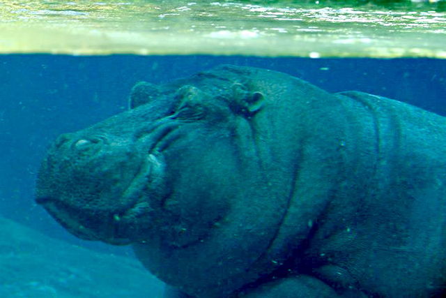 File:Lightmatter hippo.jpg