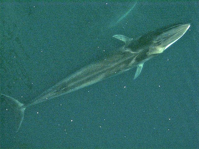 File:Fin whale from air.jpg