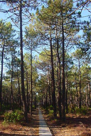 File:Pinus pinaster.jpg
