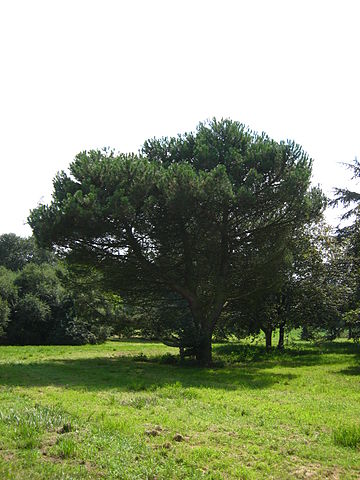 File:Pinus pinea.jpg