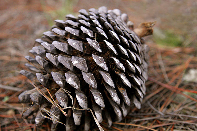 File:Pine cone edit.jpg
