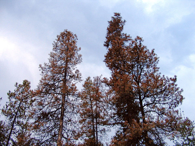 File:Dead pines.jpg