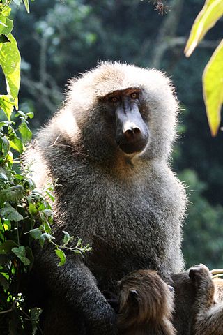 File:Male Olive baboon.jpg