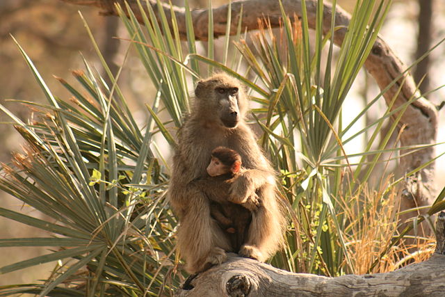 File:Baboon and baby Okavango delta.jpg