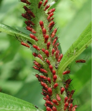 File:Aphids1533.JPG