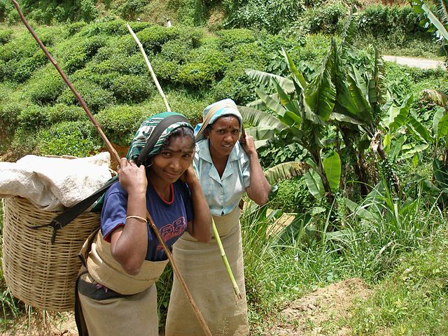 File:Tea estate workers.jpg