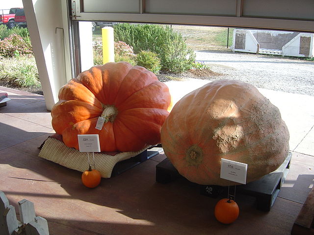 File:CompetitivePumpkins.jpg