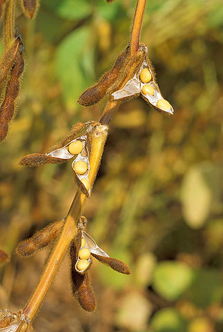 File:Soybean.USDA.jpg