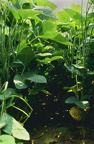 File:Soybeans.jpg