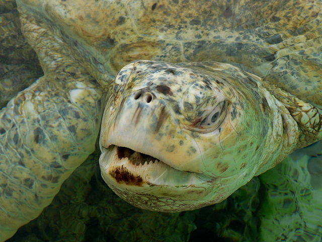 File:Chelonia mydas albino p1440273.jpg