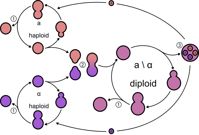 File:Yeast lifecycle.svg