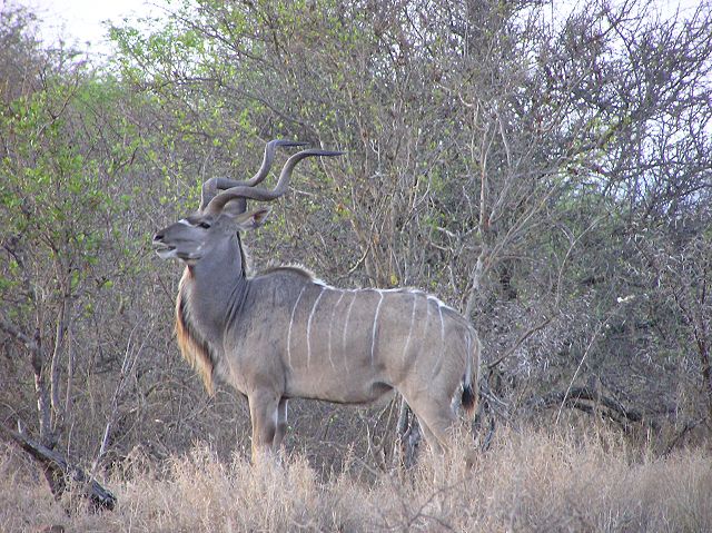 File:Kudu Kruger.jpg