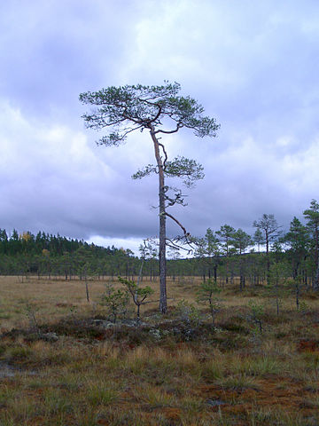 File:Peatbogg-pine.JPG