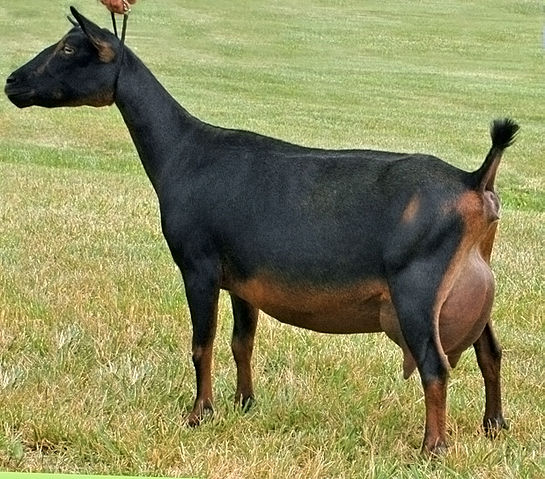 File:NigerianDwarfDairyGoat.jpg