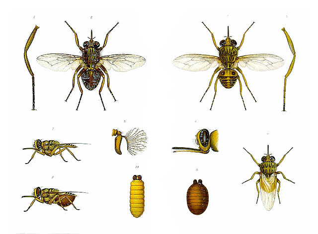 File:Glossina palpalis morsitans.jpg