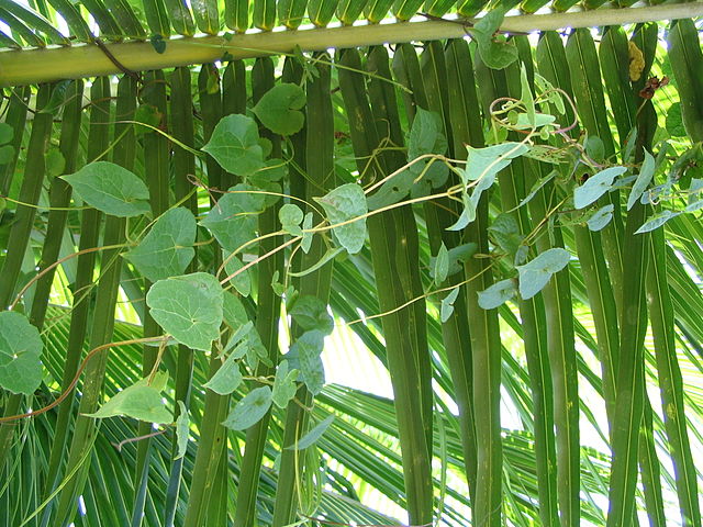 File:Vine on palm branch.jpg