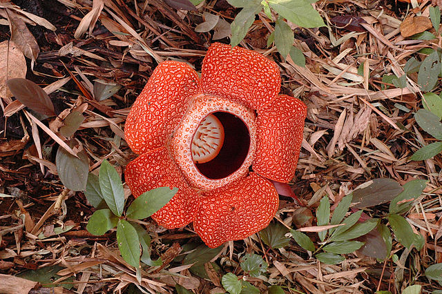 File:Rafflesia 80 cm.jpg