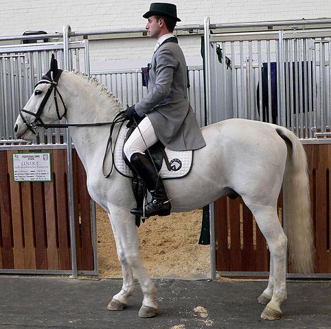 File:Lipizzaner 2.jpg