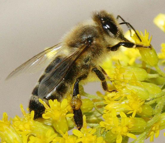 File:Carnica bee on solidago.jpg